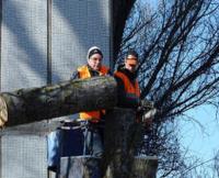 Tree Service Stamford image 2